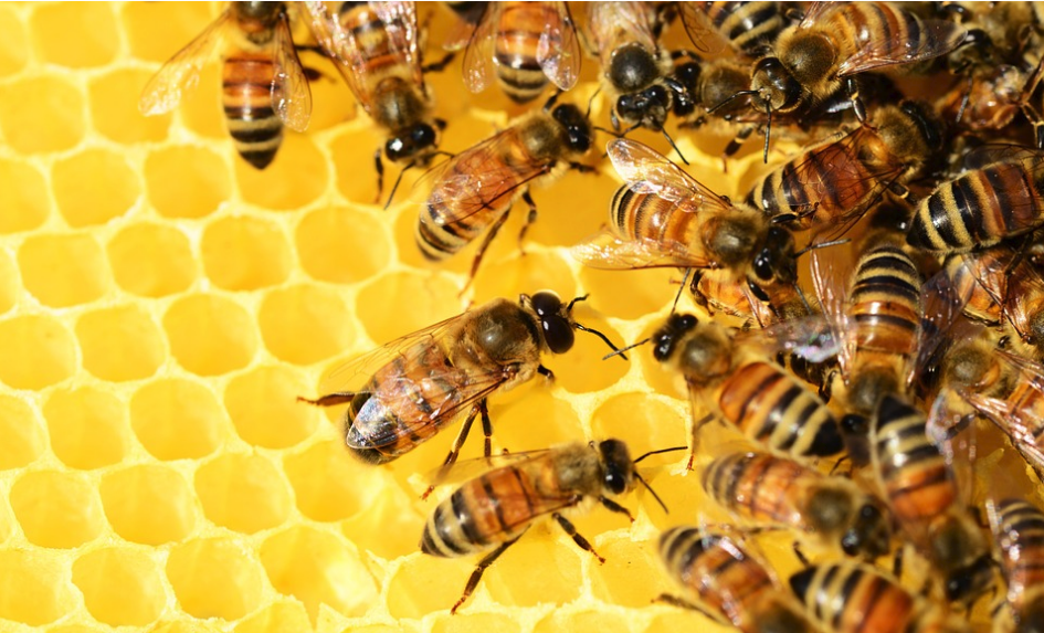 Kinetica on NVIDIA DGX Station Helps Rescue The Honey Bee!